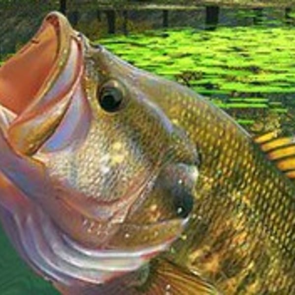 LAKE FISHING GL Online Play Lake Fishing GL for Free on Poki