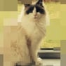 RePixel Find a Cat